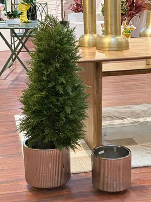 120cm Cypress with pot - 592-312208