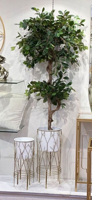 FICUS C/POTE - 592-312075