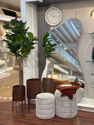 FICUS LIRATA C/POTE - 592-400223