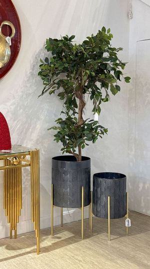 FICUS C/POTE - 592-312075