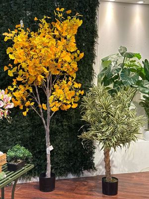 120cm Dracaena reflexa with plastic  pot - 592-312205