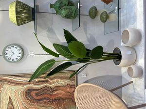 BIRD OF PARADISE - 592-312377