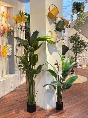 PLANTA C/POTE - 592-460078