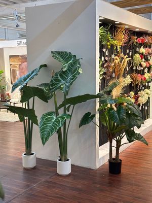 ALOCASIA C/POTE - 592-312104