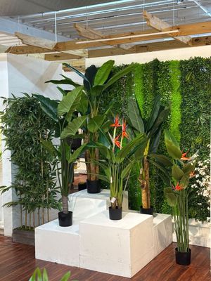 banban palm - 592-460161