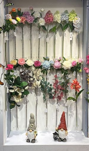 7 PHALAENOPSIS - 592-480401
