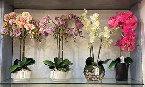 Orchid potted x3 - 592-141708