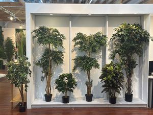 PLANTA CON/POTE - 592-460173