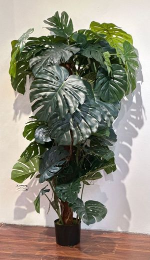 150cm Monstera with pot - 592-312241