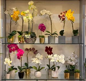 (REAL TOUCH) Potted moth orchid 45CM - 456-55310