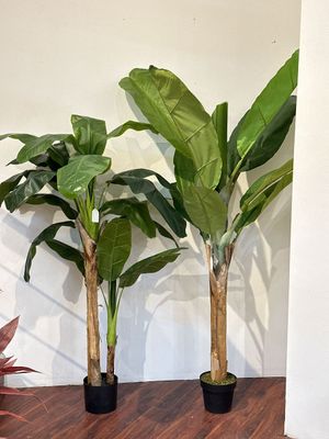 165cm Banana tree with pot - 592-312298