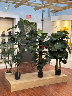 ALOCASIA C/POTE - 592-312327