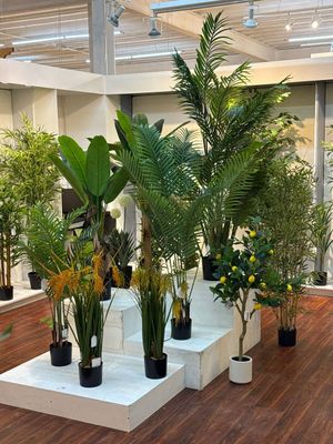 moundlily - 592-460189