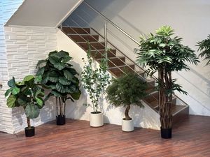 PINO ARAUCARIA - 592-143630